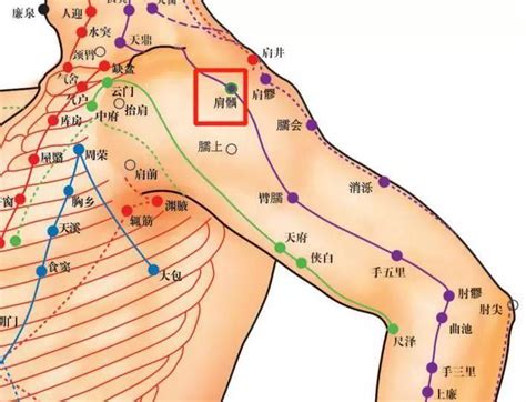 肩真穴|醫砭 » 中華針灸 » 肩貞